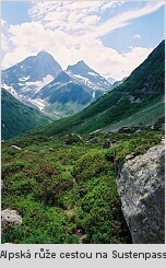 Alpská růže cestou na Sustenpass