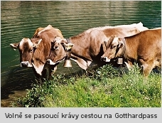 Krávy u Gotthardpass