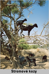 Stromové kozy