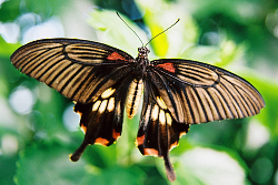 Fotogalerie Německa - motýl z botanické zahrady Mainau
